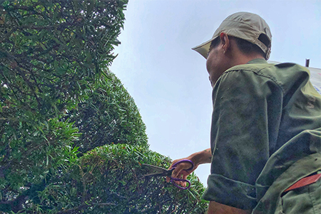 Dịch vụ chăm sóc cây