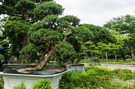 Tư vấn phong thủy cây xanh